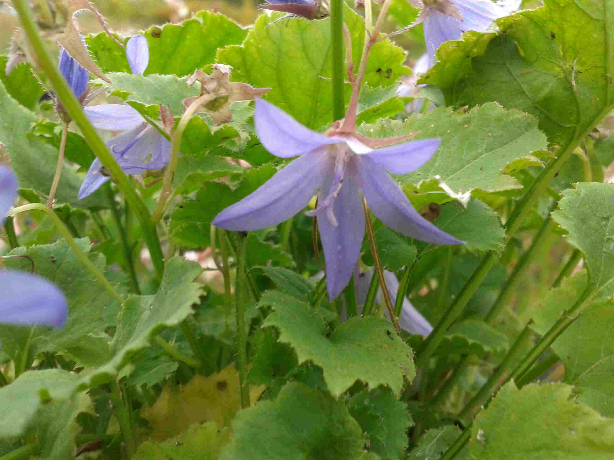 Campanula poschaskiana.jpg